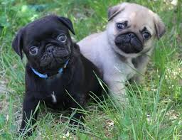 Black And Tan Pug Pin Auf Black Pug Puppies