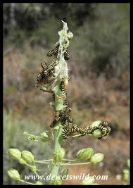 Image result for Drimia altissima