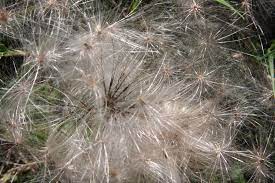 Seed Head From Goat S Beard Tragopogon Pratensis The Roots Are Edible Related Oyster Plant Tragopogon Porrifolius Oyster Plant Plants Goats Beard