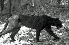 Black leopards is playing next match on 21 nov 2020 against maritzburg united in dstv. Spot The Difference Researchers Use Infrared Light To Id Malaysia S Rare Black Leopards Conservation Earth Touch News