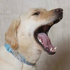The city code regulates sanitary requirements in section 6.9.101 and requires that any area in which hoofed animals are kept is. Vet Services Of Pikes Peak Veterinary Clinic Colorado Springs