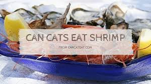Cooked fish is a great source of cats can eat tinned tuna in water as long as it's fed as part of a balanced diet. 9 Things You Should Know About Can Cats Eat Shrimp