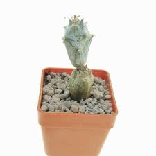 Image result for Kleinia mweroensis