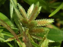 Image result for Pycreus pumilus