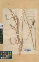 Image result for Andropogon fastigiatus