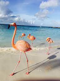 Renaissance Island Aruba Flamingo Pictures Coastal Painting Flamingo Wallpaper