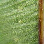 Image result for Oleandra distenta