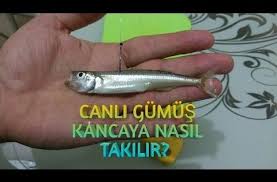 Canli Gumus Kancaya Nasil Takilir Videolu Tarif 2020 Goruntuler Ile Balikcilik Balikcilik Ipuclari Balik