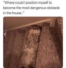 Minnetonka Moccasins Moccasins Coupon Womens Moccasins Mens Moccasins Funny Animal Memes Animal Memes Funny Animals