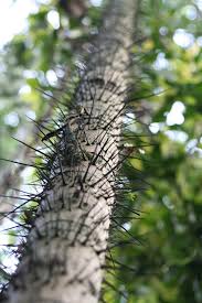 Image result for Aiphanes horrida