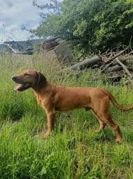 Image result for štýrský brakýř