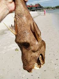 5 Weirdest Creatures Ever Found Deep Sea Creatures Weird Creatures Weird Animals