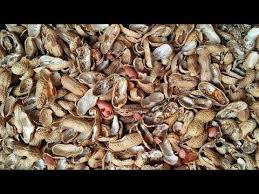 Are peanut shells good for the garden. Cocopeat Alternate Use Of Peanut Shells For Plant Plant Fertilizer Youtube Fertilizer For Plants Jade Plants Garden Fertilizer
