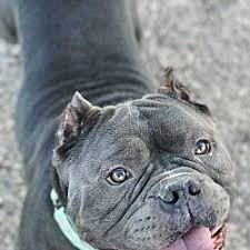 Check out our english bulldog selection for the very best in unique or custom, handmade pieces from our shops. Mayday Pit Bull Rescue Advocacy Phoenix Az English Bulldog Staffordshire Bull Terrier Meet Monk A Dog For Adoption Dog Adoption English Bulldog Pets