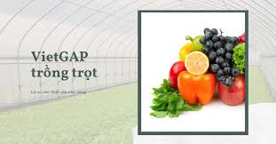 Chứng nhận VietGAP trồng trọt - NHONHO