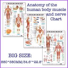 The kidneys take urea out of the blood and combine it with water and other substances to. Anatomy Of The Human Body Muscle And Nerve Chart A Set Front Side Back English And Chinese Female Male Wish