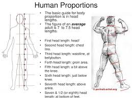 A proportion is a mathematical relationship from one number to another. Human Proportions The Basic Guide For Body Proportion Is In Head Lengths The Figure Of An Average Adult Is 7 To 7 5 Head Lengths First Head Length Ppt Download