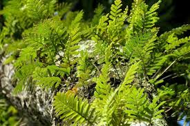 Image result for Pleopeltis