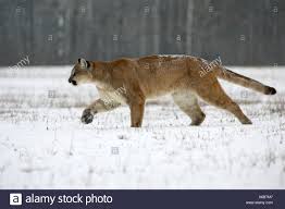 • always use precaution when working around any equipment. Puma Profelis Concolor Schnee Berglowe Tier Einzelganger Full Lange Schuss Gehen Trocken Kanada Laufen Lebensraum Natur Nord Stockfotografie Alamy