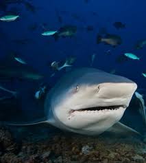 Image result for Shark