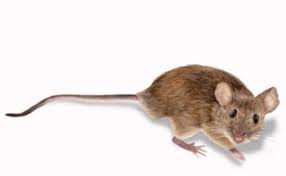 Choosing the best rat poison can be difficult, as different types of pest and different environments can require a wide range of various rodenticides in. Pest Information Rainbow Pest Experts