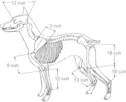 Comparison Of Point Placement By Veterinary Professionals