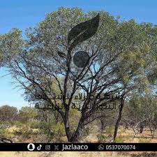 Image result for Acacia eriocarpa