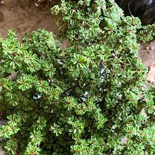 Image result for Cotoneaster microphyllus