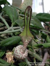 Image result for Ceropegia crassifolia