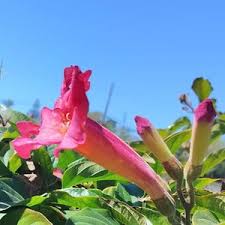 Image result for Amphilophium