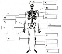 Human body outline printable | free download on clipartmag these pictures of this page are about:blank human body chart. Muscle System Diagram Not Labeled Duanehays1 S Blog