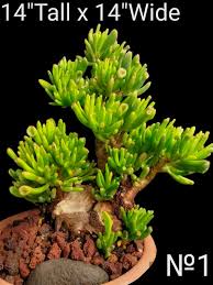 Image result for Crassula granvikii