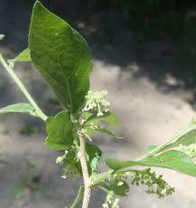 Image result for Erythrococca trichogyne