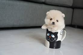 Tea Cup Pomeranian Boo Satilik Yavrular 235424 Bikopek Com