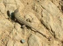 Image result