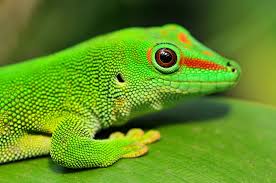 Madagascar Day Gecko Kertenkele Lizard Reptiles And Amphibians Gecko