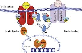 Colorectal cancer is the second leading cause of cancer death in the united states. Leptin In Nonalcoholic Fatty Liver Disease A Narrative Review Metabolism Clinical And Experimental