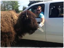 Tn Safari Drive Thru Zoo Safari Park Tennessee Zoo Tennessee Vacation