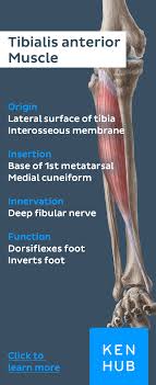 Anterior Muscles Of The Leg Muscle Anatomy Anatomy And Physiology Anatomy