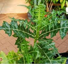 Simak daftar khasiat dari tanaman herbal satu ini dan kemudian anda buktikan sendiri. 19 Manfaat Daun Daruju Herbal Manfaat Co Id