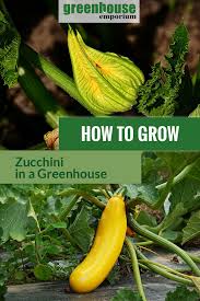 When to plant zucchini plants outside. How To Grow Zucchini In A Greenhouse Greenhouse Emporium