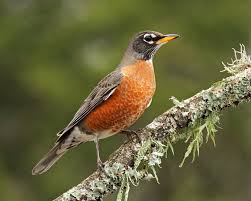 Maybe you would like to learn more about one of these? Central Texas Backyard Birds Travis Audubon