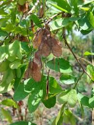 Image result for Hymenocardia