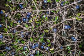 Image result for Coptosperma zygoon