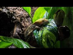 Naturalistic Bioactive Crested Gecko Vivarium Build Housing Henry Youtube How To Make Backgrou Crested Gecko Crested Gecko Habitat Crested Gecko Vivarium