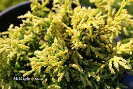 Image result for Gyrodoma hispida