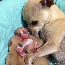 Every teacup or toy chihuahua puppy for sale here at teacups, puppies and boutique of south florida will go home with an official health certificate in addition, each client will receive a 45 minute orientation before taking their new puppy home. Newborn Chihuahua Puppies With Mother Pets Lovers