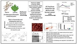 Image result for Acridocarpus chloropterus