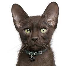 Typical colors are white, brown and white, or black and white. Havana Brown Kittens For Sale Adoptapet Com