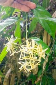 Image result for Dolichandrone alba